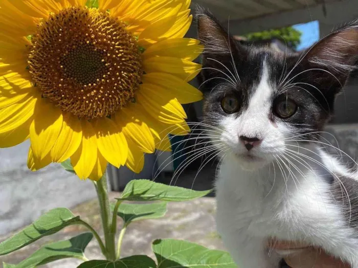 Gato raça SRD-ViraLata idade 2 a 6 meses nome Vaquinha