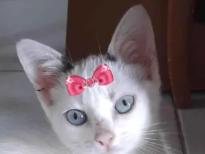 Gato raça SRD-ViraLata idade 2 a 6 meses nome Ayla 