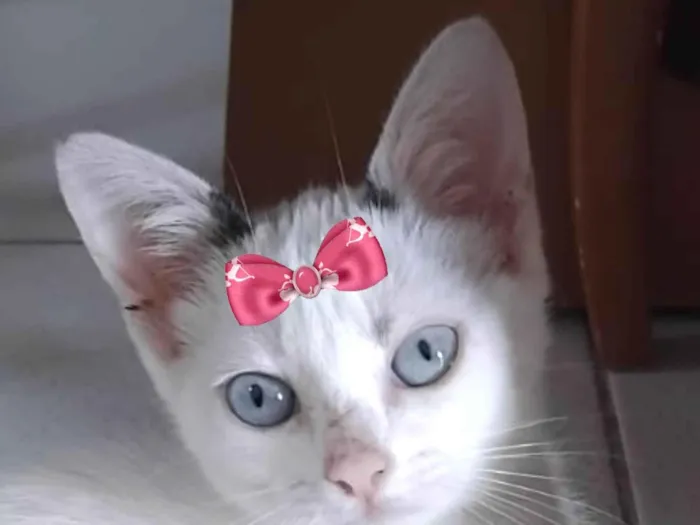 Gato raça SRD-ViraLata idade 2 a 6 meses nome Ayla 