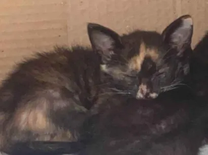 Gato raça SRD-ViraLata idade 2 a 6 meses nome Rebecca