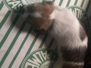 Cachorro raça Shitzu idade 2 a 6 meses nome ROGERIO BONIFACIO DE SOUZA