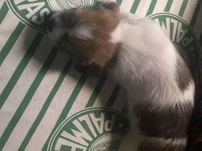 Cachorro raça Shitzu idade 2 a 6 meses nome ROGERIO BONIFACIO DE SOUZA