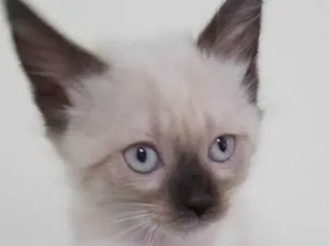 Gato raça SRD-ViraLata idade 2 a 6 meses nome Sem nome