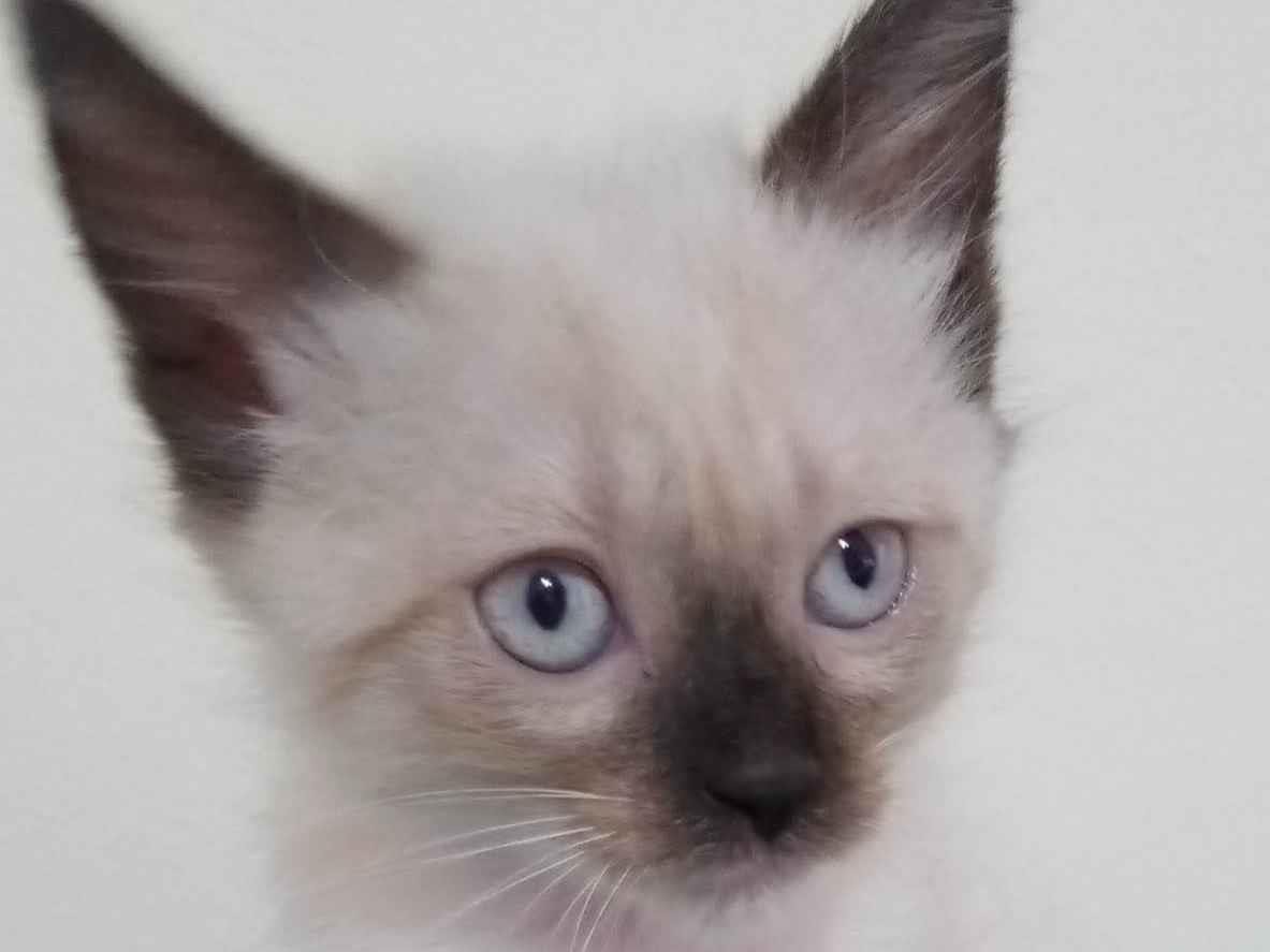 Gato ra a SRD-ViraLata idade 2 a 6 meses nome Sem nome