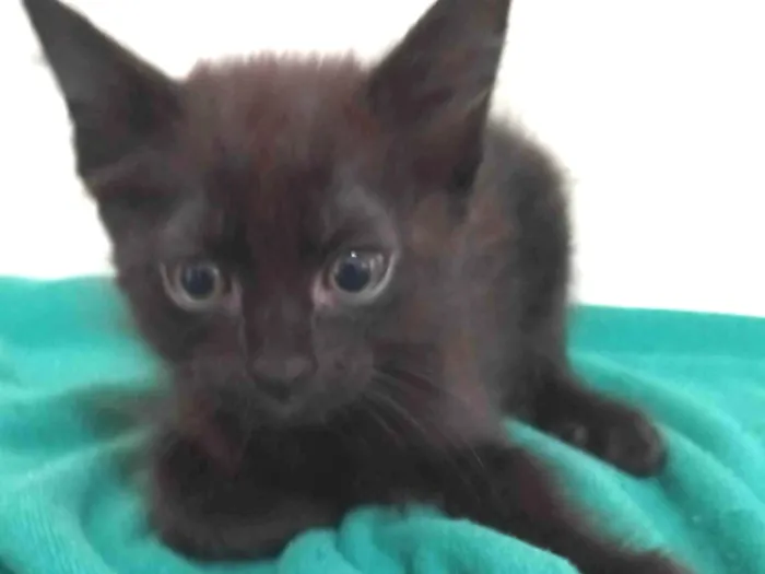 Gato ra a SRD-ViraLata idade 2 a 6 meses nome Sem nome