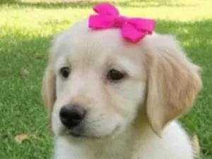 Cachorro raça SRD-ViraLata idade 2 a 6 meses nome Brenda 