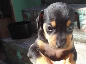 Cachorro raça SRD-ViraLata idade 2 a 6 meses nome Ana