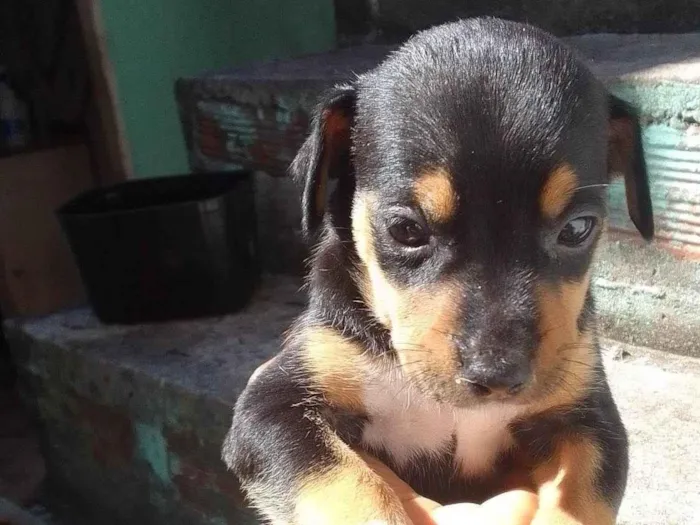 Cachorro ra a SRD-ViraLata idade 2 a 6 meses nome Ana
