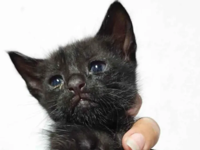 Gato ra a SRD-ViraLata idade Abaixo de 2 meses nome Sem nome