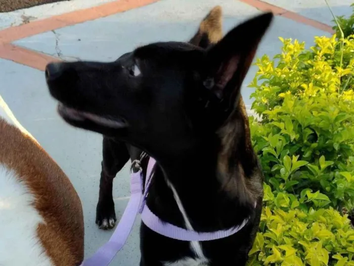 Cachorro ra a SRD-ViraLata idade 2 a 6 meses nome Fifi