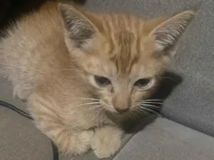 Gato raça SRD-ViraLata idade Abaixo de 2 meses nome Sem nome 