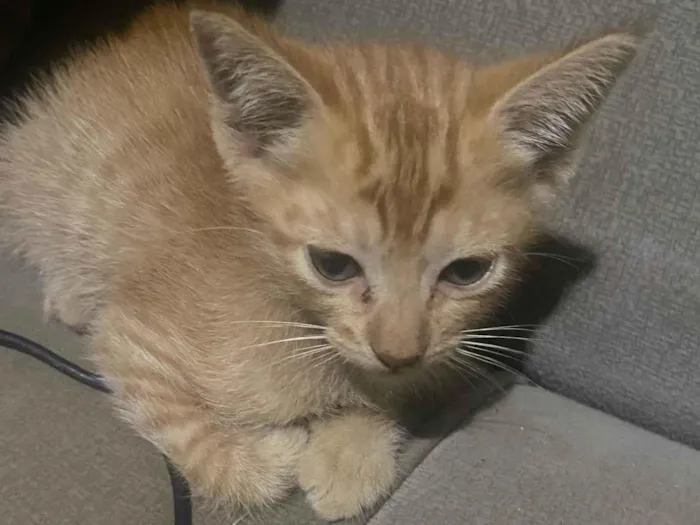 Gato ra a SRD-ViraLata idade Abaixo de 2 meses nome Sem nome 