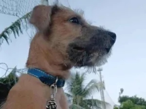 Cachorro raça SRD-ViraLata idade 7 a 11 meses nome Chico