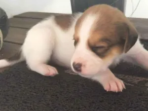 Cachorro ra a SRD-ViraLata idade Abaixo de 2 meses nome Sem nome