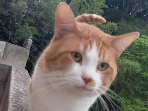 Gato ra a SRD-ViraLata idade 5 anos nome Amendoim 