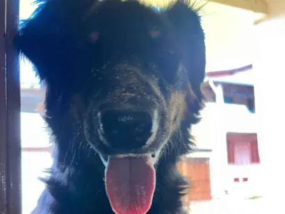 Cachorro raça SRD-ViraLata idade 7 a 11 meses nome Medroso 