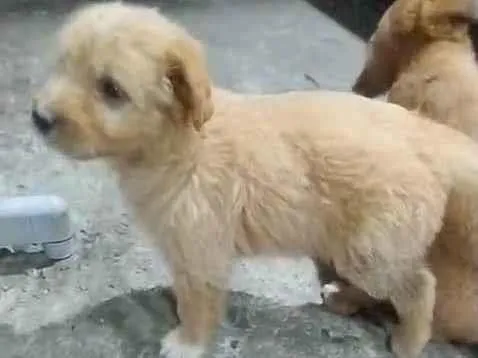 Cachorro ra a SRD-ViraLata idade 2 a 6 meses nome Paçoca