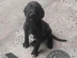 Cachorro ra a SRD-ViraLata idade 2 a 6 meses nome Café