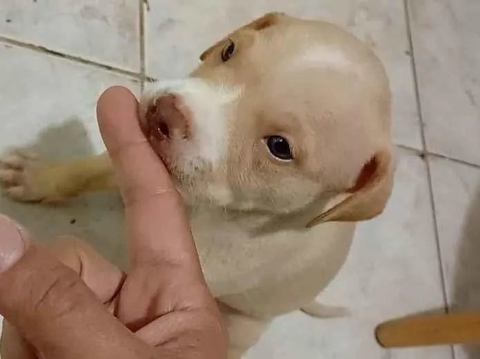 Cachorro ra a SRD-ViraLata idade 2 a 6 meses nome Dorinha