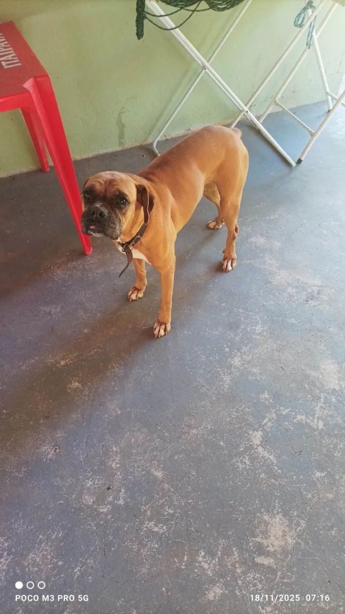 Cachorro ra a Boxer idade 6 ou mais anos nome Maia