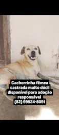 Cachorro ra a SRD-ViraLata idade 5 anos nome Nina
