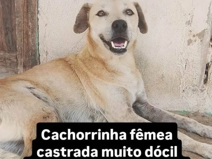 Cachorro ra a SRD-ViraLata idade 5 anos nome Nina