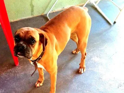 Cachorro raça Boxer idade 6 ou mais anos nome Maia