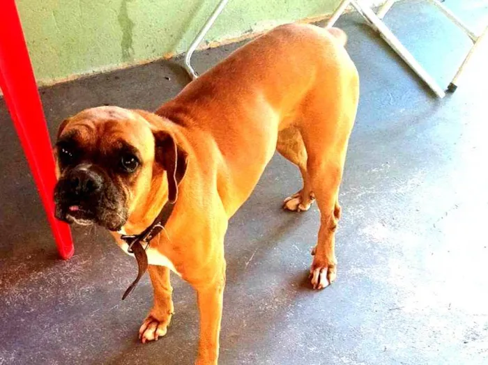 Cachorro ra a Boxer idade 6 ou mais anos nome Maia