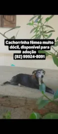 Cachorro ra a SRD-ViraLata idade 6 ou mais anos nome Catarina 