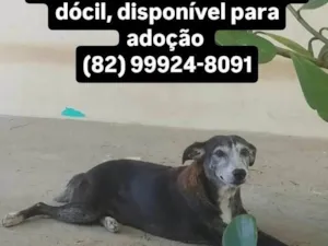 Cachorro raça SRD-ViraLata idade 6 ou mais anos nome Catarina 