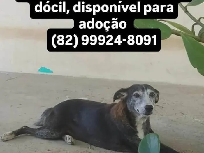 Cachorro ra a SRD-ViraLata idade 6 ou mais anos nome Catarina 