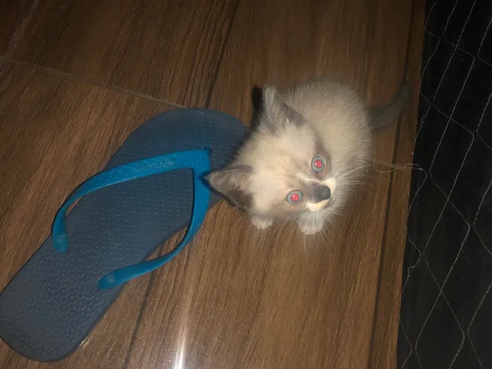 Gato ra a SRD-ViraLata idade 2 a 6 meses nome Mufasa 