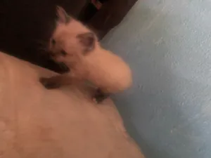 Gato raça SRD-ViraLata idade 2 a 6 meses nome Frajolinha e nick 