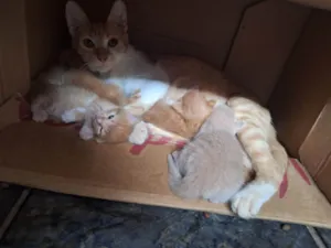 Gato raça Exótico idade Abaixo de 2 meses nome N tem nome ainda