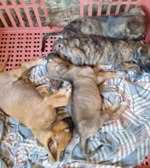 Cachorro raça SRD-ViraLata idade Abaixo de 2 meses nome Ainda não dei nome para  os filhotes, fica a critério do adotante 