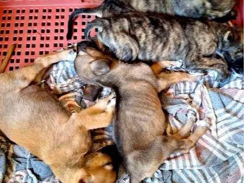 Cachorro ra a SRD-ViraLata idade Abaixo de 2 meses nome Ainda não dei nome para  os filhotes, fica a critério do adotante 