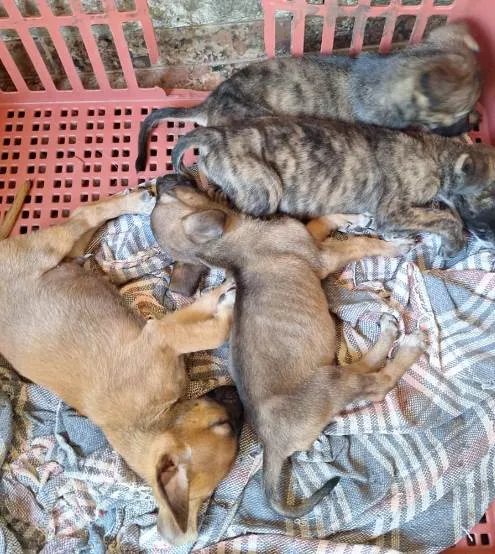 Cachorro ra a SRD-ViraLata idade Abaixo de 2 meses nome Ainda não dei nome para  os filhotes, fica a critério do adotante 