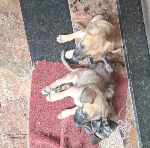 Cachorro ra a SRD-ViraLata idade Abaixo de 2 meses nome Ainda não dei nome para  os filhotes, fica a critério do adotante 
