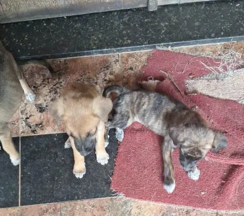 Cachorro ra a SRD-ViraLata idade Abaixo de 2 meses nome Ainda não dei nome para  os filhotes, fica a critério do adotante 