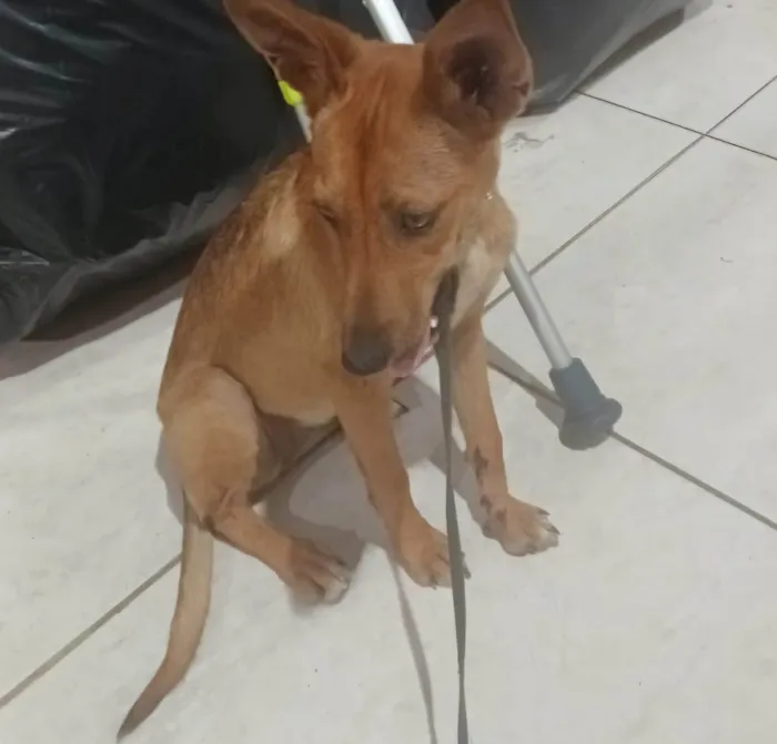 Cachorro ra a SRD-ViraLata idade 7 a 11 meses nome Sem nome
