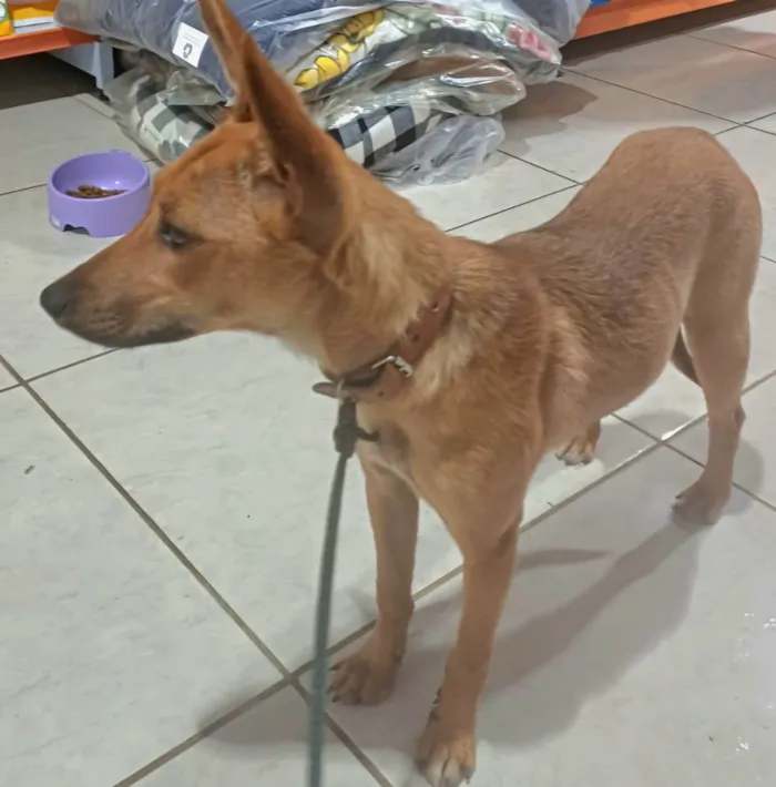 Cachorro ra a SRD-ViraLata idade 7 a 11 meses nome Sem nome