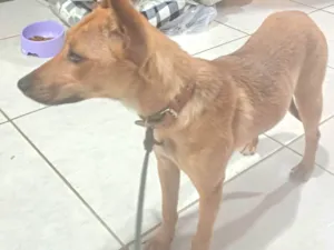 Cachorro raça SRD-ViraLata idade 7 a 11 meses nome Sem nome