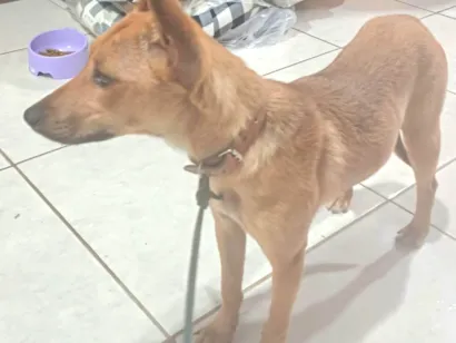Cachorro raça SRD-ViraLata idade 7 a 11 meses nome Sem nome