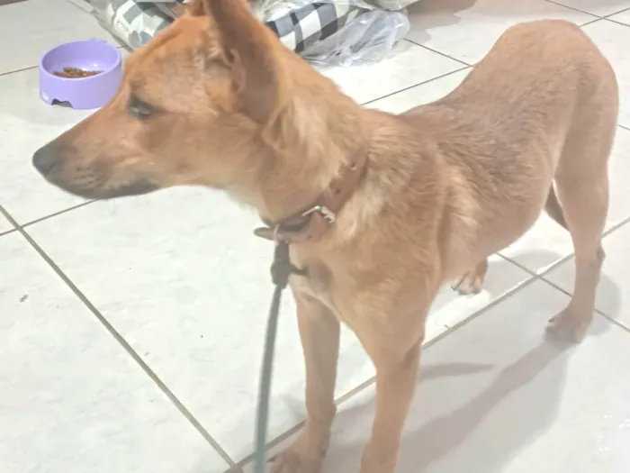Cachorro ra a SRD-ViraLata idade 7 a 11 meses nome Sem nome