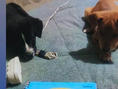 Cachorro raça SRD-ViraLata idade 2 a 6 meses nome Guina