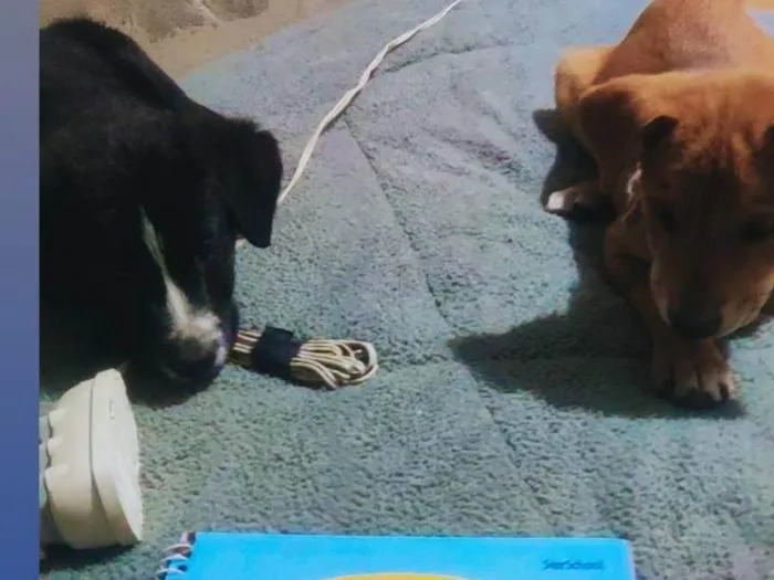 Cachorro ra a SRD-ViraLata idade 2 a 6 meses nome Guina