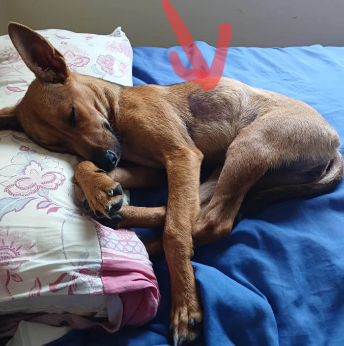 Cachorro ra a SRD-ViraLata idade 7 a 11 meses nome Sem nome