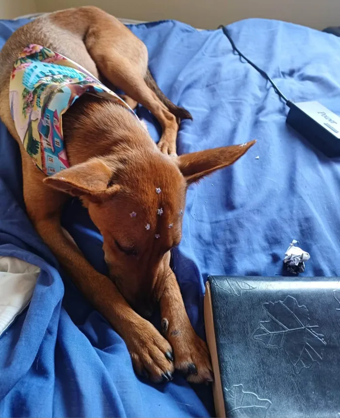 Cachorro ra a SRD-ViraLata idade 7 a 11 meses nome Sem nome