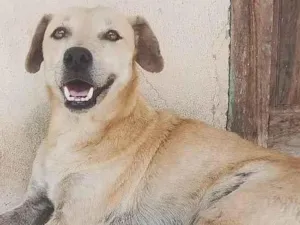 Cachorro raça SRD-ViraLata idade 5 anos nome Nina