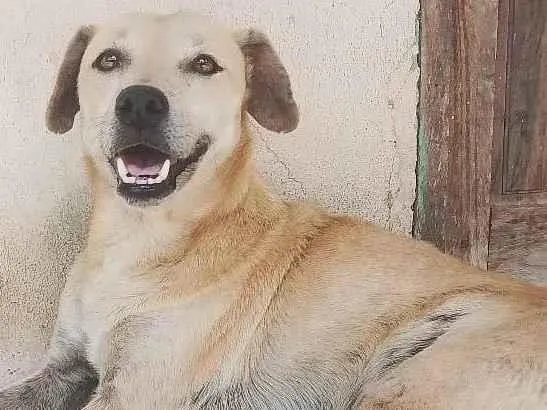 Cachorro ra a SRD-ViraLata idade 5 anos nome Nina